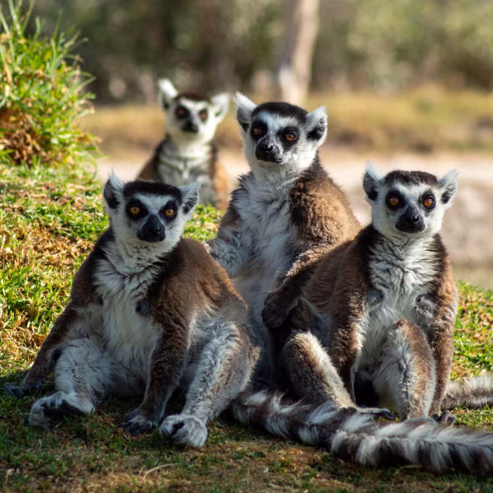 Imagen de Africam Safari y Cholula